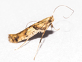 Caloptilia honoratella